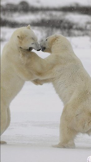 Epic Polar Bear Fight Caught on Camera 🐻‍❄️ | Wild Animal Battle in the Arctic #shorts