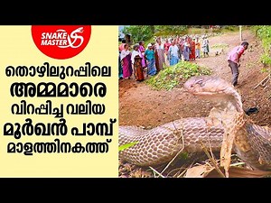തൊഴിലുറപ്പിലെ അമ്മമാരെ വിറപ്പിച്ച മൂർഖൻ പാമ്പിന്റെ രൂപം കണ്ടോ | Snakemaster EP 916