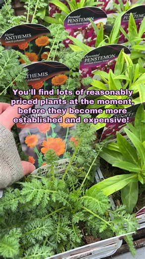 Best Time to Buy Plants at Your Garden Centre