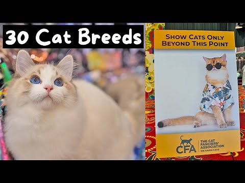 Meet Every Cat Breed at the Largest Cat Show in the World (CFA International 2023) | The Cat Butler