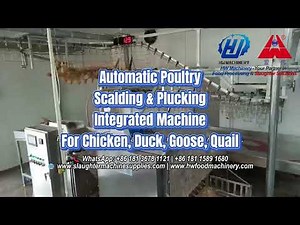 Automatic Poultry Scalding & Plucking Machine | 800 BPH Chicken Processing Equipment | HW Machinery