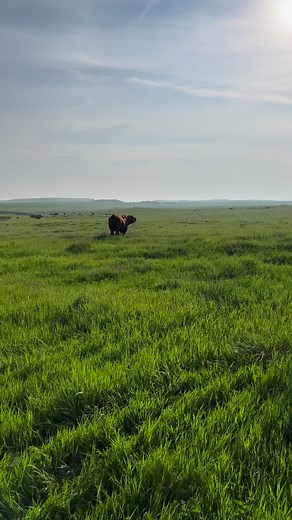 It’s the best time of year for our bulls - breeding season! Our herd bulls are all out working in our cow pastures covering anything that may not have been bred AI. It’s important to have solid bull power even when you use an AI protocol - because nobody wants open cows. We still have some private treaty bulls available if your herd needs some extra power. Visit our website or send us a message for more info. #redangus #redangusbulls #angus #angusbulls #cattle #cattleranch #lifeontheranch #cowhe