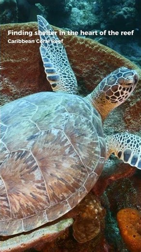 A Sea Turtle Finds Shelter in the Reef | 4K ULTRA HD