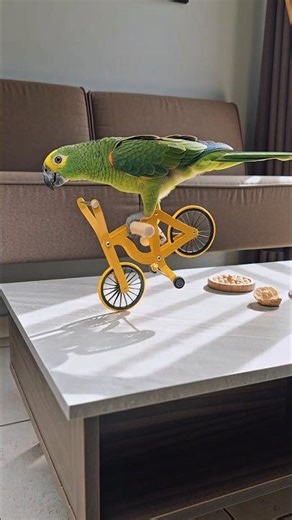 Cycling parrot Aura Bird #parrot #parrots #birds #bike #bikelife #bikelover #bmx #cyclist #cycling