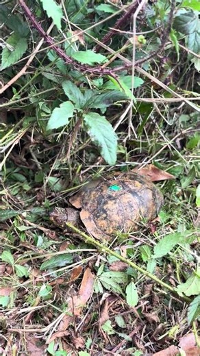 Box Turtle - Part 2