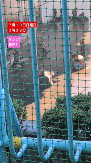 ご飯前何度もこんな場面が…飼育員さんのインタビューより引用 人間から見れば突如として始まる理不尽な小競り合いに見えてもサル達には意味があるんだと思います サル語が話せたらなあ