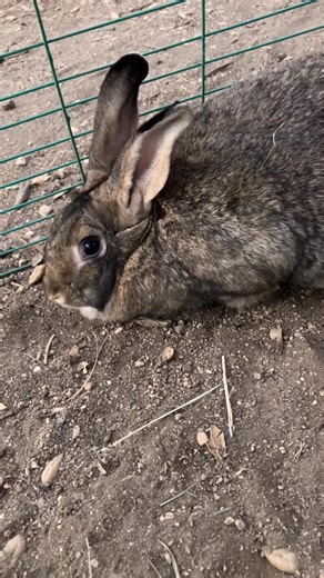Pretty Face and big butt brown proven doe born 3/4/2025. Gave us one good litter of 9, have one boy and one girl left who are both spoken for. She’ll do great, very sweet gona give you lots of big litters! | CV Rabbitry