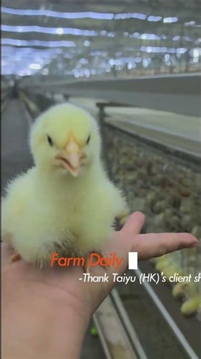 Broiler Farm Management Tips That Increase Weight Fast | Broiler Chicken Cage