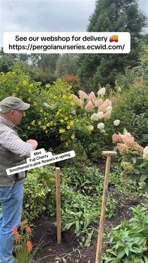 #add WEBSHOP https://pergolanurseries.ecwid.com FUJI CHERRY Fuji Cherry Prunus Kojou-no-mai’ Dwarf Ornamental Cherry (MINI TREE FORM ) Flowers open from buds in spring soft shell pink developing a deep pink eye as they age. Planting time is from now . Available in WEBSHOP https://pergolanurseries.ecwid.com ALL IRELAND DELIVERY 🚚 32 Counties Pergola Nurseries Garden Corner, Virginia, Co Cavan “A gardeners oasis of quality plants “ Open Tuesday to Saturday 10.3-5 Open Sundays 2-5 #fyp #gardentree