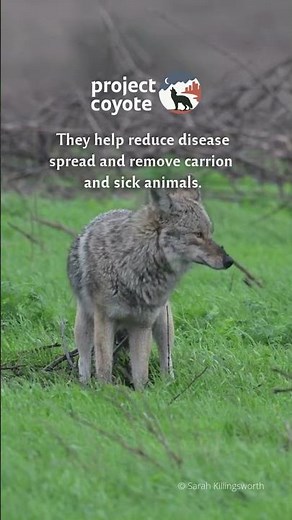 The Ecological Benefits of Coyotes