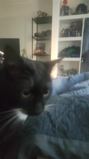 cat #cat #cats #catsoftiktok