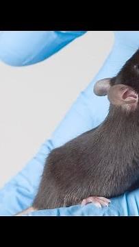 Humanely Euthanizing Mice Using Carbon Dioxide Gas Chamber