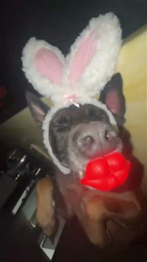 Model's Big Solo Debut: Watch a Pet's First Day in the Spotlight