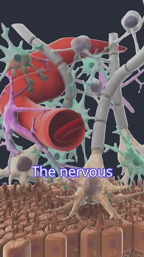 This short video introduces glial cells and their vital role in maintaining and supporting the nervous system. 📚 It’s part of the Neuroanatomy Programme on Physiopedia Plus, designed to deepen your understanding of neurophysiology and clinical relevance. 👉 Subscribe to access the full programme: https://members.physio-pedia.com/learn/neuroanatomy-programme-promopage/ #GlialCells #Neuroanatomy #NervousSystem #PhysiopediaPlus #JoinPhysiopediaPlus #ClinicalEducation #Neurorehab #HealthcareLearnin