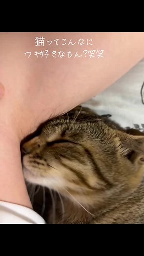 ワキしか勝たんネッコ🐱 #るいたんの日常🐱 #猫 #猫動画 #猫のいる暮らし #鍵しっぽ #子猫の成長日記 #かぎしっぽ猫 #るいたんの日常 #るいたんの日常 #猫のいる生活 #子猫のいる生活