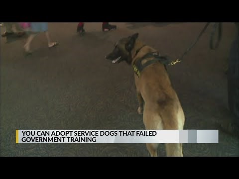 Service dogs up for adoption