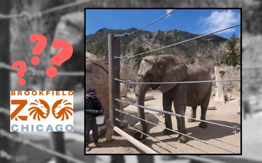 Are Elephants Coming Back to Brookfield Zoo?! - 95.9 The River