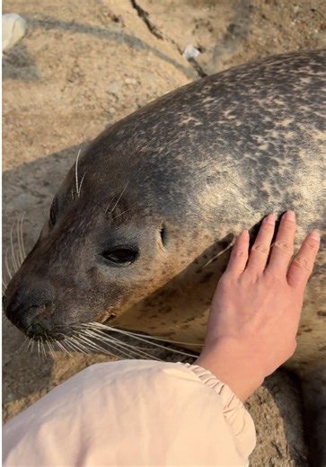 Gentle Leopard Seal: A Heartwarming Encounter