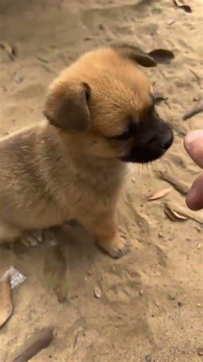grumpy cuteness,dog,funny,Puppy
