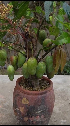 11K views · 131 reactions | US Europe Secret How I Grow Mango from a Dry Branch! | H&H Gardening World | Facebook
