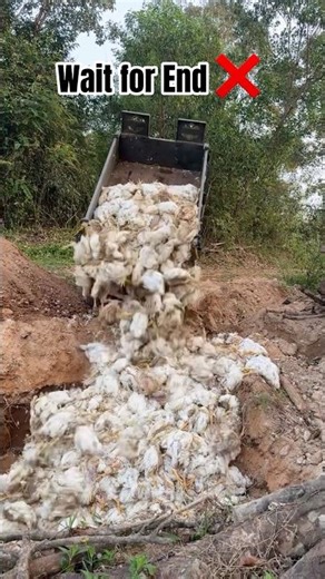 Wait for End ❌ Come Back ✅ poultry farm bussiness 🐓💸 #bussiness #waitforend #comeback