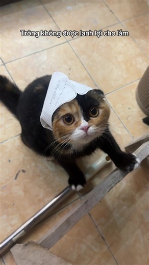 T mỗi khi đến giờ hoá #xuhuong #thibot