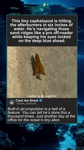 Nature’s smallest jet engine in action