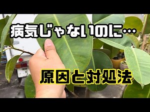 【対処法】病気じゃないのに葉っぱに斑点、色が悪くなる原因。コレかも