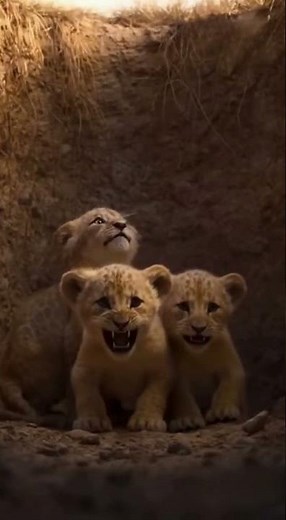 أم الأسود #habda #animals #wildlife #lion #هبده