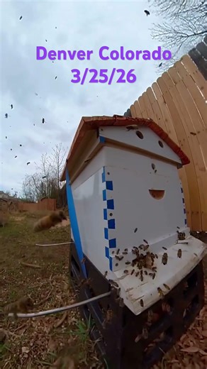 🐝🐝👍🐝