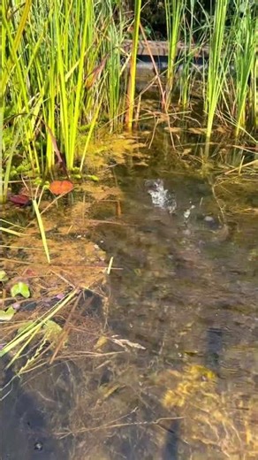 Hydration Station: The Soothing Symphony of Water Sounds #winterambience