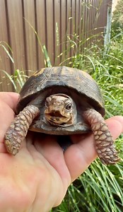 Kitchen Floor Turtle’s Beak Fell Off After 48 Years 😬#animalrescue #gardenstatetortoise #boxturtle #saverockalina | Garden State Tortoise