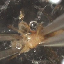 Video: A Simple One-step Dissection Protocol for Whole-mount Preparation of Adult Drosophila Brains