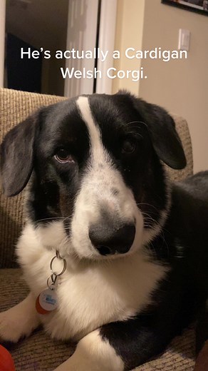 Introducing: the Cardigan Welsh Corgi! #dogbreed #corgi #corgis #cardiganwelshcorgi #cardigancorgi #corgisoftiktok #cardiganwelshcorgisoftiktok #corgilove #corgilife #corgination #dog #dogsoftiktok