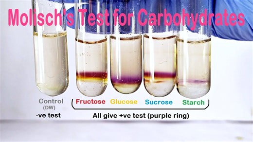 【中字】莫利施反应（Molisch's test）：原理与实验