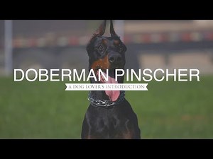 DOBERMAN PINSCHER: A DOG LOVER'S INTRODUCTION