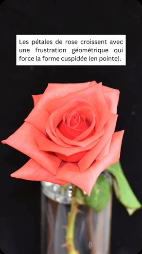 Les pétales de roses 🌹​ croissent avec un gradient de courbure radiale qui est plus fort au bord qu’au centre. C’est une frustration géométrique dite de Mainardi-Codazzi-Peterson, qui est distincte de la simple incompatibilité de Gauss (la frustration géométrique de base). ⚠️ Au cours de sa croissance, la feuille de rose est incapable de satisfaire partout ces conditions contradictoires. ➡️​ Conséquence : la feuille concentre l’énergie élastique au bord, qui se fracture en pointes (les pétales 