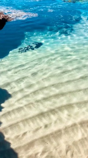 I don’t have to blur this time 😅 #hawaii #underwater #ocean #swim #swimming #dive #diving #diver #water #explore #adventure #fyp #foryou #hawaiian #hawaiilife #hawaiianstyle #mahalo #oceanlife #tropics #oceanside #oceanviews #lost #aqua #aquascape #underwaterworld #underwaterlife #underwaterphotography #photographer #photography #photographylife #photographylover #underwaterphotographer #waterphotography #oceanphotography | CEO Of The Ocean