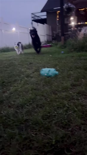 Every summer evening as the sun is setting, all Diddles favourite bugs come out and the temperature is just to Diddles liking, our backyard comes to life ❤️ The puppies love to play fetch but Diddles #diddlesdoes