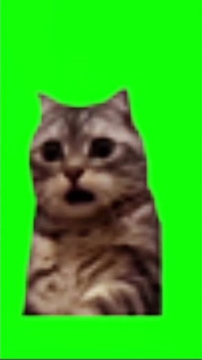 “SHOCKED CAT Meme… You Won’t Believe What He Saw 😳🐱⚡” #shockedcat #funnycatmeme