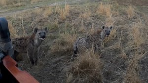 African Wild Dogs vs. Hyenas at Mombo Camp😱 | Vicnobles Vellas