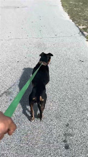 Amber on it #apbt #dogs