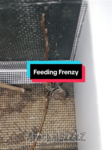 The Predator and the Prey: Spider Feeding Frenzy