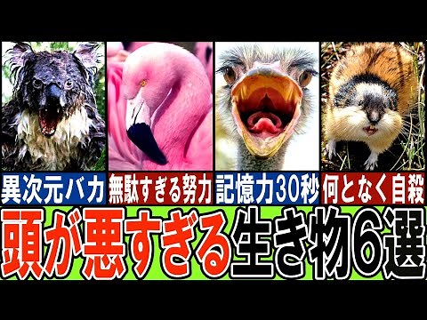 【閲覧注意】あまりに馬鹿すぎる生き物６選【ゆっくり解説】【動物おもしろ雑学】