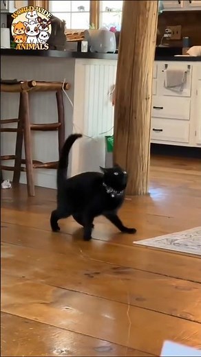 😹 These Crazy Cats Are INSANE! 🐾 | Funny Cat Moments | ‪@wwianimals.official‬