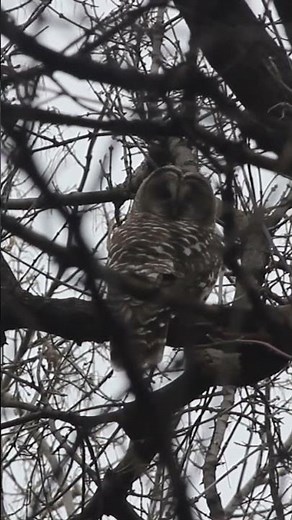 Barred Owl. #barredowl #owl #birds #wildlife #nature #birdspecies #manitobabirds #owls #birdwatching