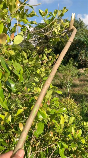 Pengait Kayu Tradisional untuk Panen Cengkeh 🌿 | Wooden Harvest Hook
