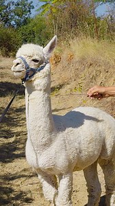 Reserve uma casa bem espaçosa e uma experiência para se divertir em família. | Airbnb