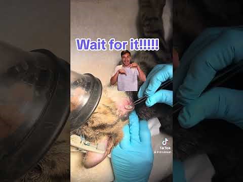 Wolf Worm Removal in a Cat