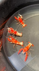 Rare Colors 🩷💙🤍🩶🩵🖤🧡💛🤎💜❤️ #SCAMMER #rare #colors | Vons Crayfish Worldd